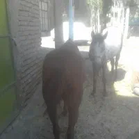 فروش اسب|اسب و تجهیزات اسب‌سواری|بوئین و میاندشت, |دیوار