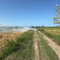 شالیزار-با-آبخور-فوق-العاده-در-نزدیکی-جاده-اصلی