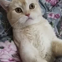 گربه بریتیش گلد شورت هیر نر 8/5 فی