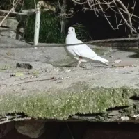 فروش کفتر موشی|پرنده|گالیکش, |دیوار