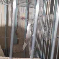 عروس هلندی نر
