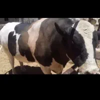 خرید فروش انواع گاو و گوساله