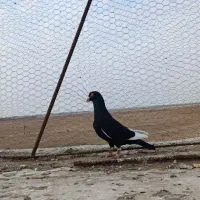 کبوتر|پرنده|دشتابی, |دیوار