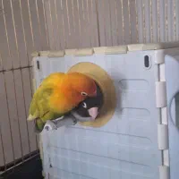 طوطی برزیلی دستی  جفت خوش رنگ فیشر با ۵ تخم