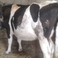 گاو آبستن جوان شکم ۲