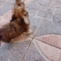 سگ پاکوتاه