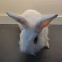 خرگوش خیلی خاص معاوضه دارم