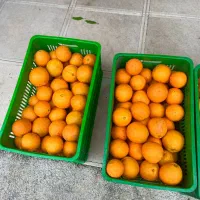 پرتقال تامسون،خوش رنگ،عباس آباد