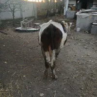 دوراس گاوبه فروش میرود|حیوانات مزرعه|ویلکیج, |دیوار