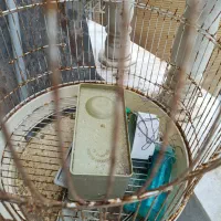 قفس با وسایل