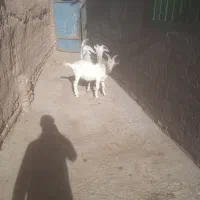 بز سانن دو دندان|حیوانات مزرعه|باخزر, |دیوار