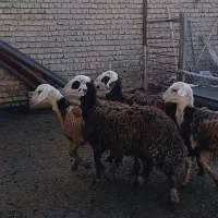 بره ماده پلنگی