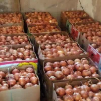 پیاز فلات|خدمات باغبانی و درختکاری|مانه, |دیوار