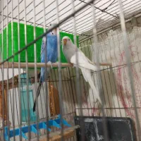 پرنده|پرنده|مریوان, |دیوار