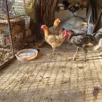 دوعددمرغ محلی بزرگ و۲عدد خروس محلی لطفا تماس بگیر