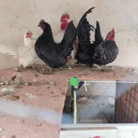 تخم نطفه دار مرغ جاپنیز|حیوانات مزرعه|قم, حاج زینل|دیوار