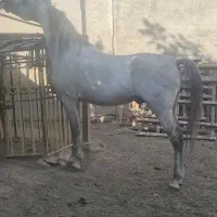 اسب‌های استثنایی و نمونه