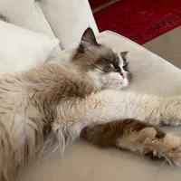 واگذاری گربه برمَن|گربه|میانه, |دیوار