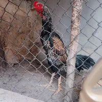 لاری اوشامو|حیوانات مزرعه|شیراز, رکن‌آباد|دیوار