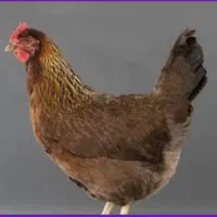 ۴ عدد مرغ محلی تخمگذار