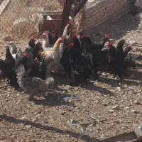 خروس سیاه خالص