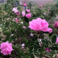 باغ