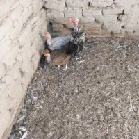 مرغ وخروس جوجه محلی|حیوانات مزرعه|زابل, |دیوار