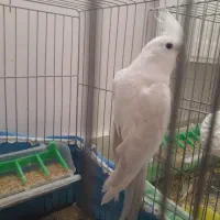 عروس هلندی آلبینو نر