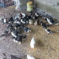 اردک اسراییلی جواان 210|حیوانات مزرعه|گوراب زرمیخ, |دیوار