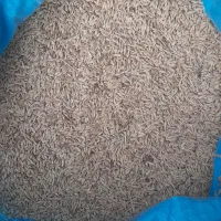 جوعربی برای کاشت  درجه یک