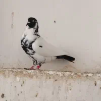 کفتر