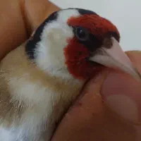 سهره‌‌ نر‌  بخون  دم‌مست   خوش دهن