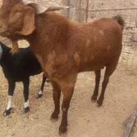 فروش نر بز  برای گله