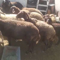 گوسفند افشاری|حیوانات مزرعه|بوئین و میاندشت, |دیوار
