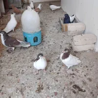 کفتر درجه یک|پرنده|کاشمر, |دیوار