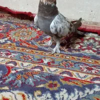 کفتر کبوتر|پرنده|قم, شهرک امام حسین|دیوار