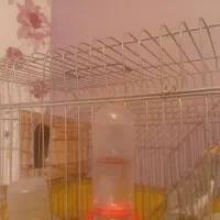 عروس هلندی|پرنده|محمدشهر, سیدآباد|دیوار