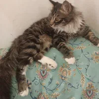 گربه