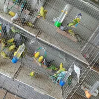 مرغ عشق های رنگ خاص هر رنگ اسپانگل