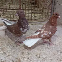 کبوتر دم سفید و کربلایی|پرنده|گنبد کاووس, |دیوار