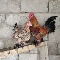 مولد سابیل پوت گلد میلفلور
