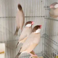 نرگسی سفید وشکلاتی