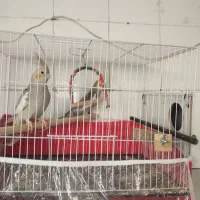 جفت عروس هلندی مولد