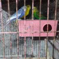 فروش ملنگو و  مرغ عشق فنج نرگس|پرنده|میناب, |دیوار