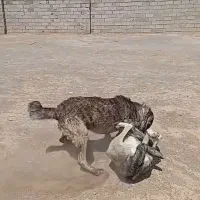سگ درجه یک