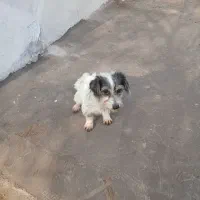 پاکوتاه نژاد شیتزو.سویسی.|سگ|آستانه اشرفیه, |دیوار