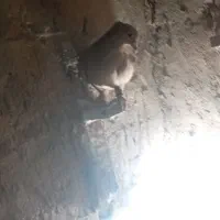 نر مایه زرد|پرنده|زرند, |دیوار