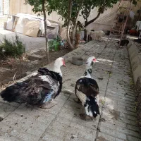 اردک خارجی (اسرائیلی)