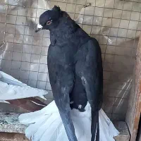 نر زاغ دم سفید