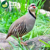 بلدرچین زینتی